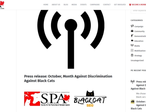 Communiqué de presse: octobre, mois contre la discrimination à l’égard des chats noirs
